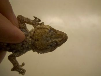 Media type: image;   Herpetology R-183771